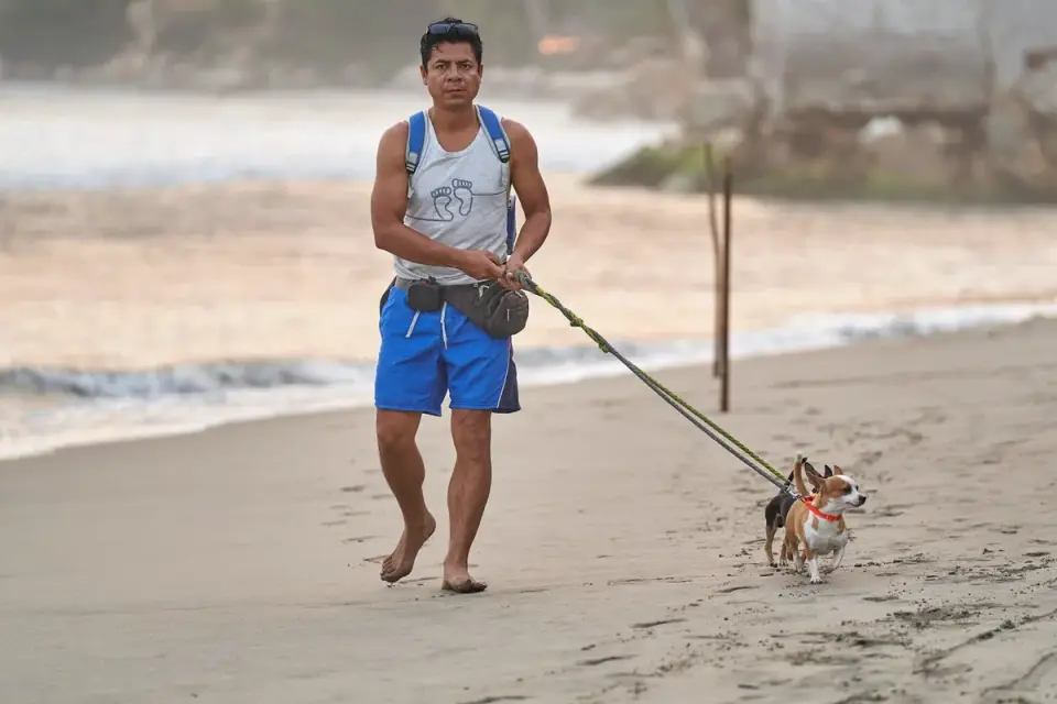 Dog walking on a beach