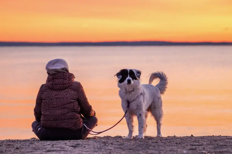 Dog walking on a beach