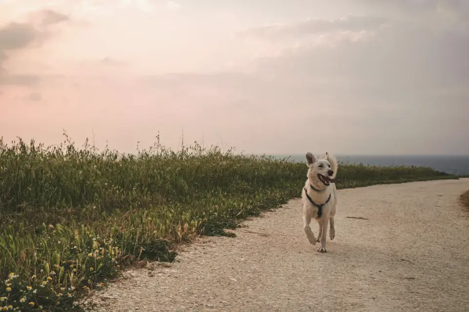 Dog walking on a beach