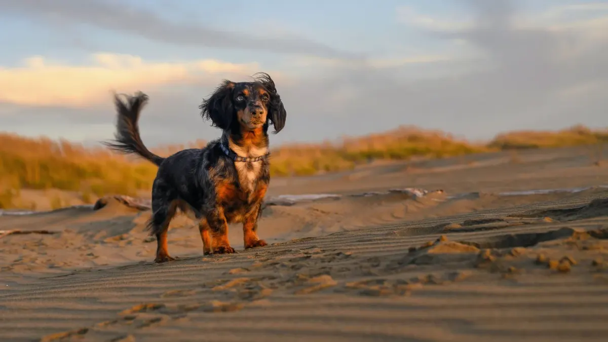 Dog walking on a beach