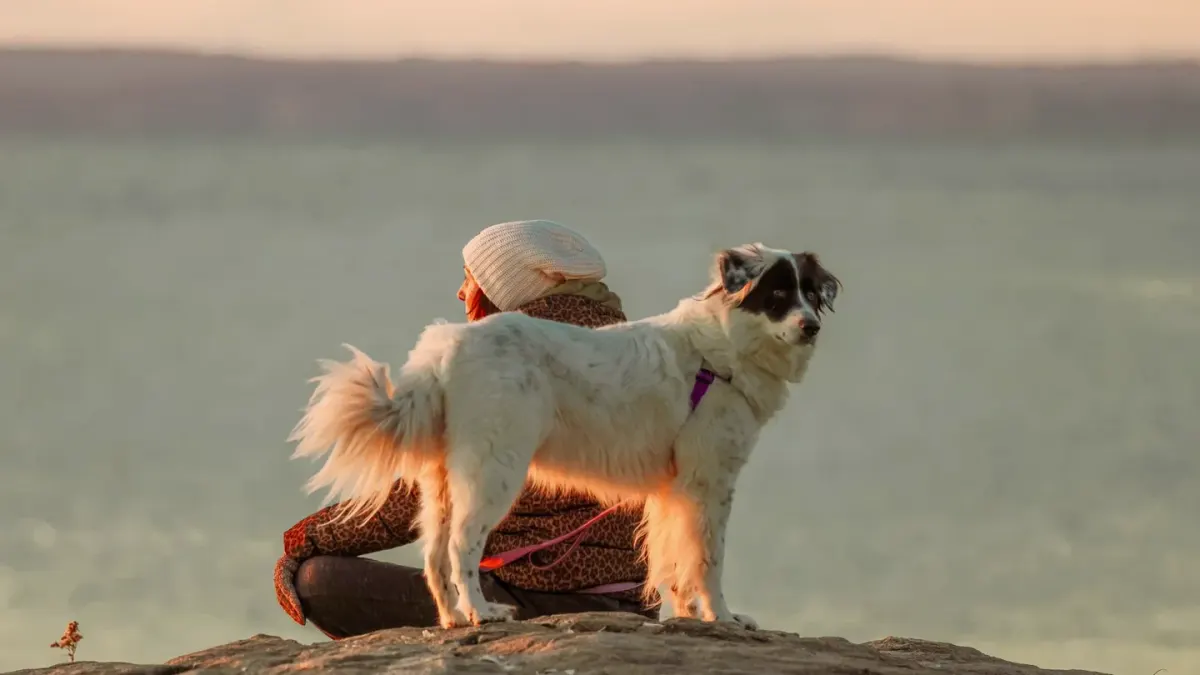 Dog walking on a beach