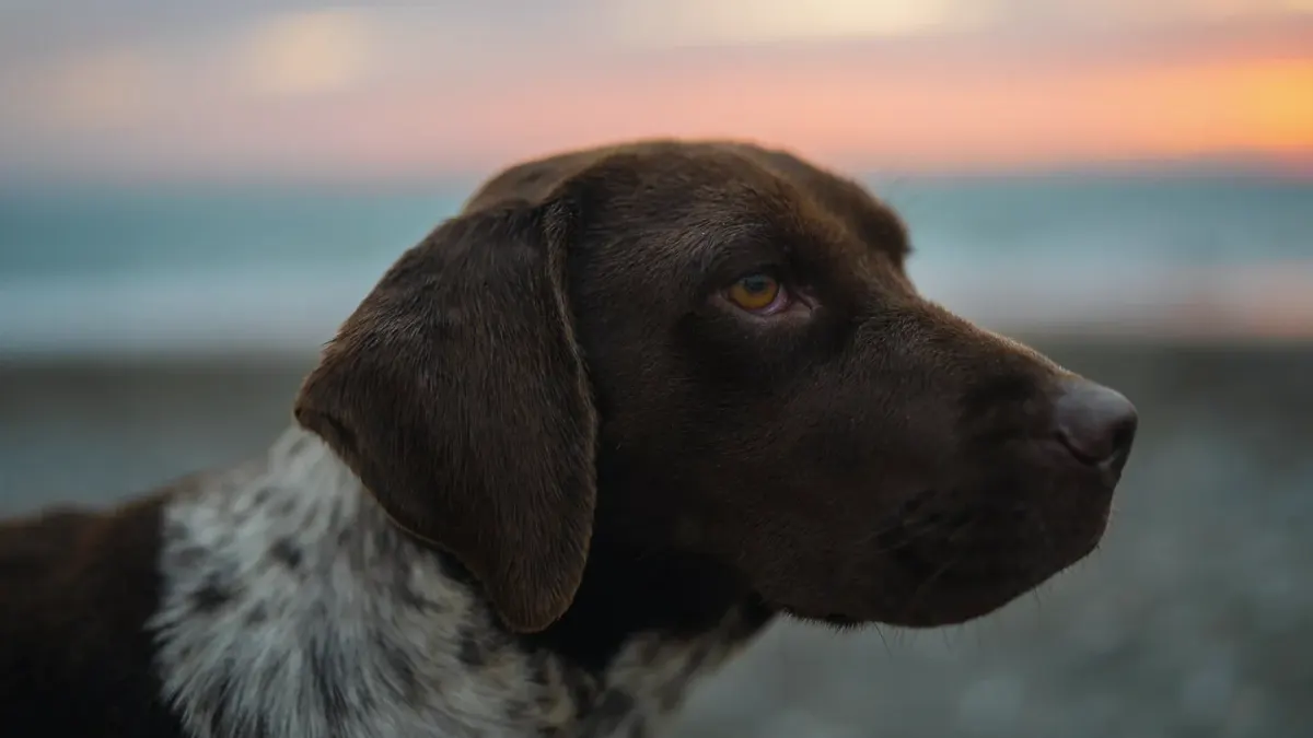 Dog walking on a beach