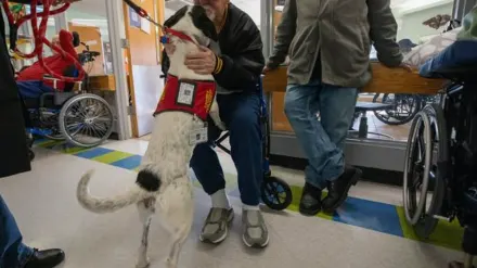 Dog walking with an owner