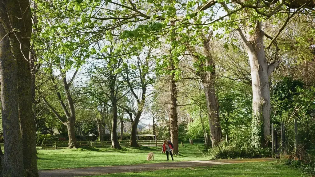 Dog walking with an owner