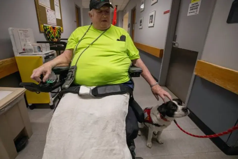 Dog walking with an owner