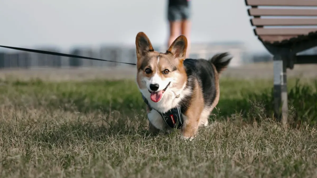 Dog walking with an owner