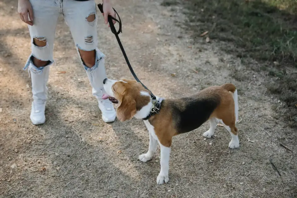Dog walking with an owner