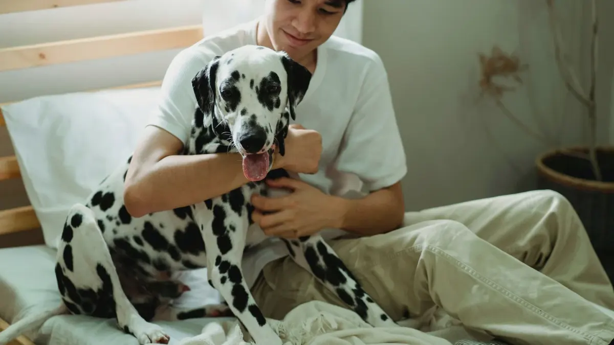 Dog walking with an owner