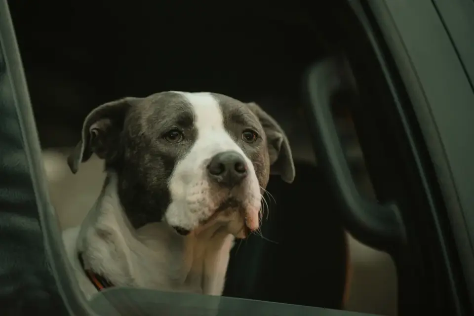 Dog wearing a protective recovery collar seated calmly in a car