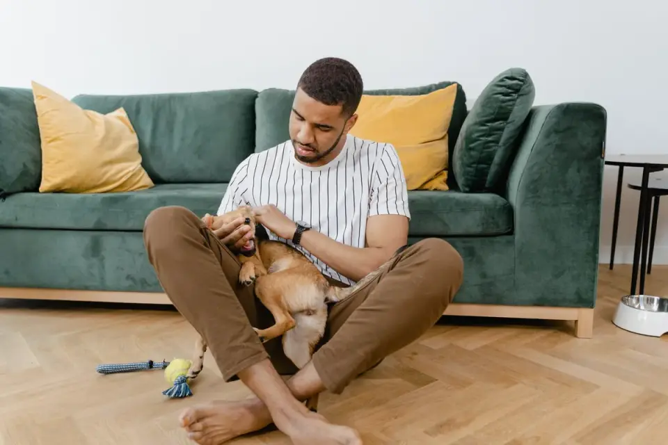 Dog with an owner at home