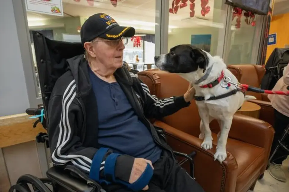 Dog with an owner at home