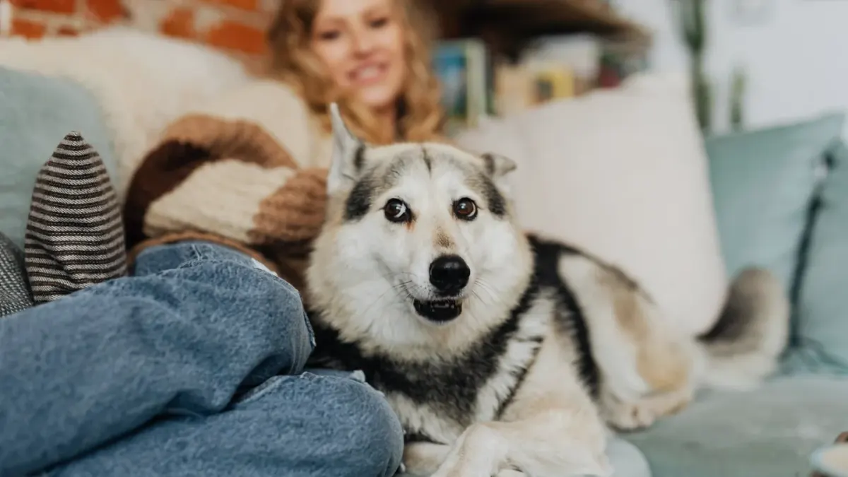 Dog with an owner at home