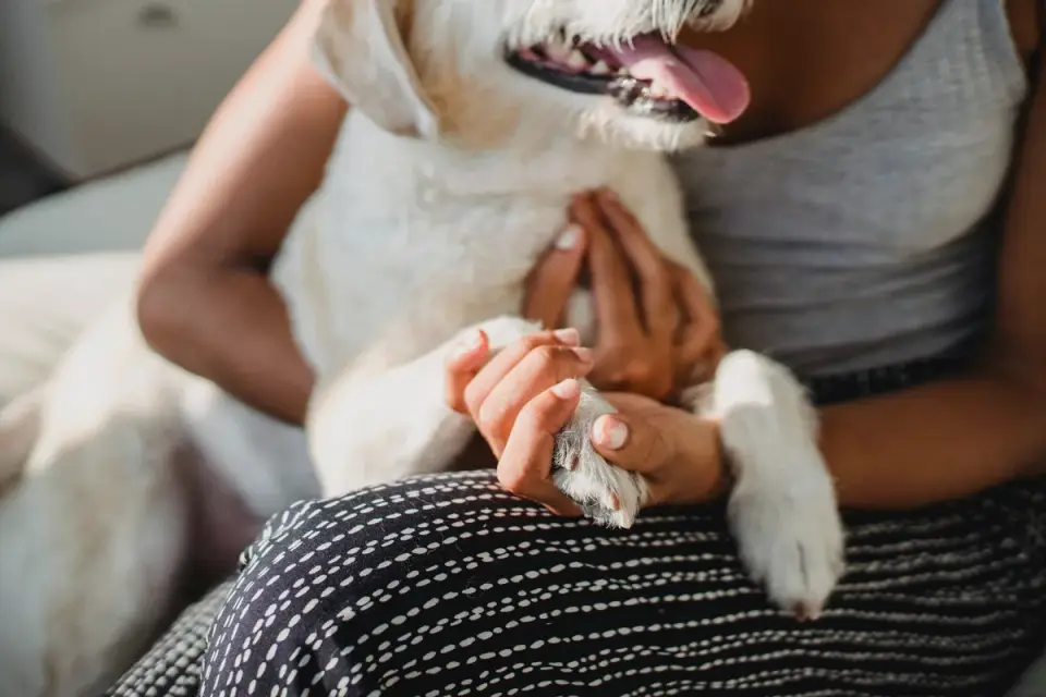 Dog with an owner at home