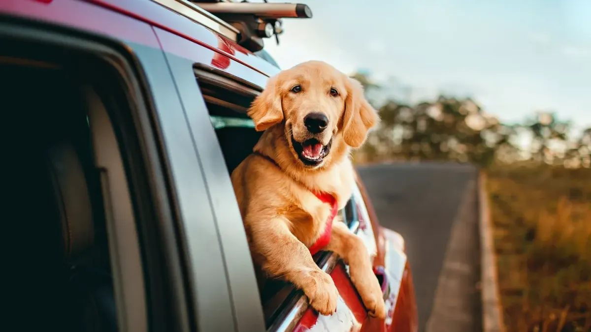 Golden Retriever eating from a portable bowl during a car trip