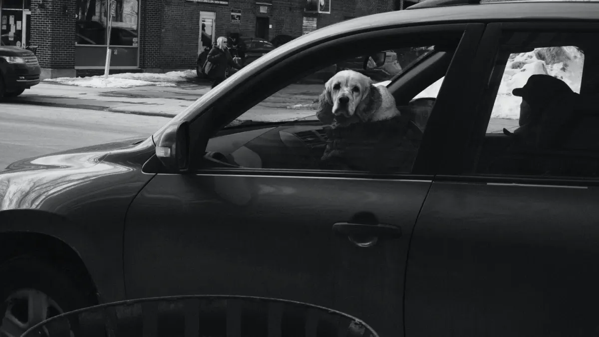 Golden Retriever with slightly drooped ears looking out a car window, appearing uncomfortable during travel