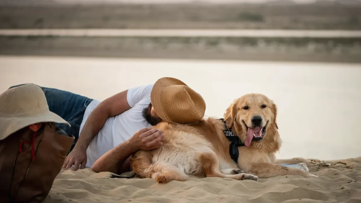 Gray-muzzled golden retriever lying on a blanket in the back of a parked car