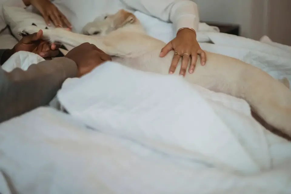 Owner placing a familiar dog bed on the floor of a hotel room