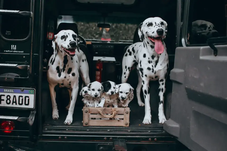 Puppy resting in a secured travel crate inside a car
