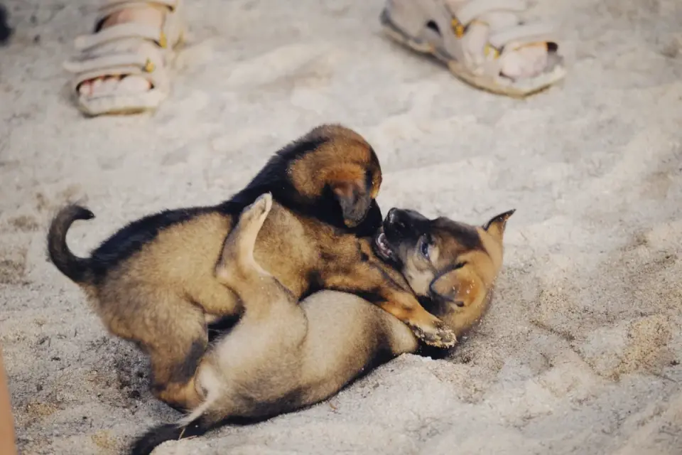 Several dogs playing together in an open daycare play yard
