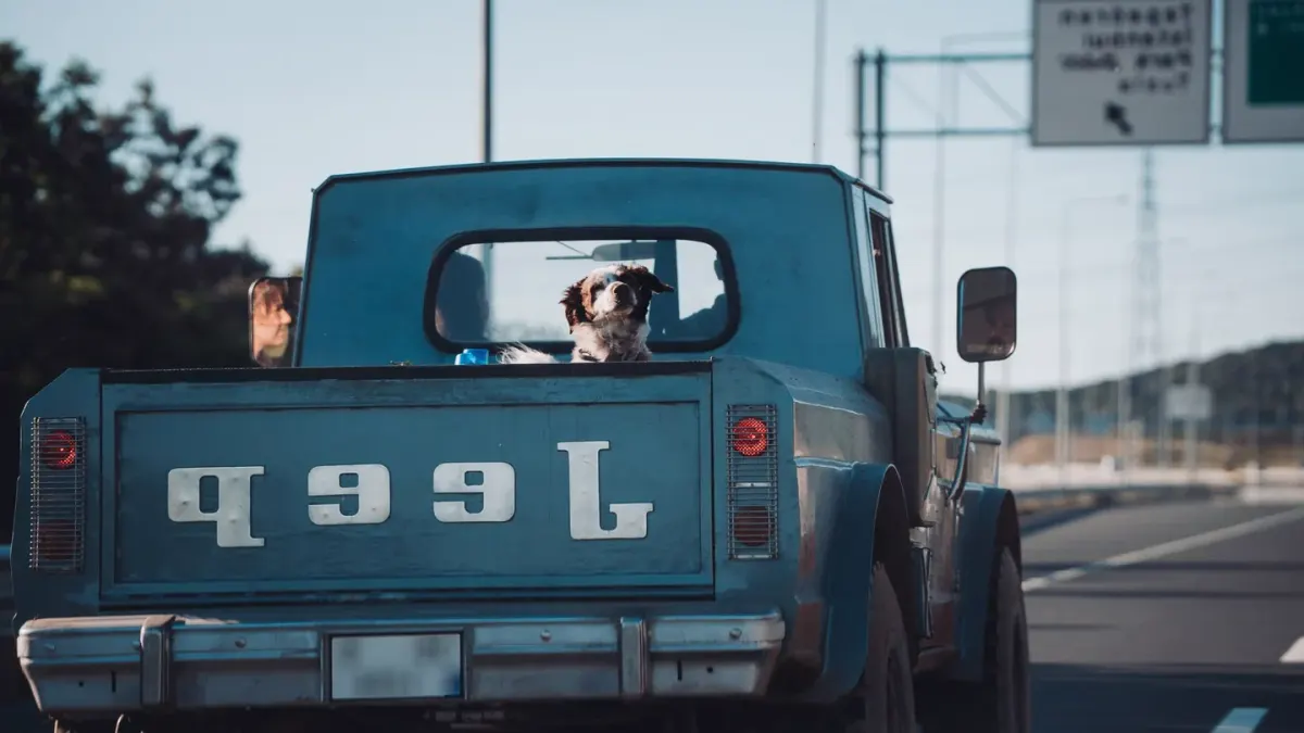 Two dogs wearing car harnesses sitting in the back seat of a car during a road trip
