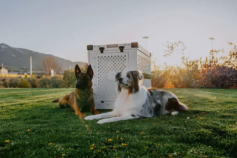 Two separate dog crates secured side by side in the back of an SUV